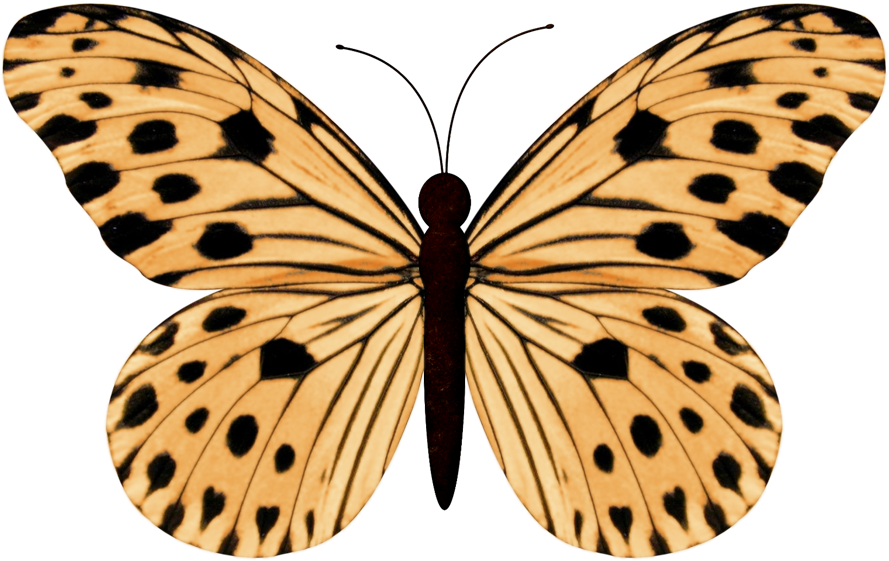 Фото, Автор ✿lili@ ✿ На Яндекс - Ideopsis Gaura Perakana Clipart (889x561), Png Download