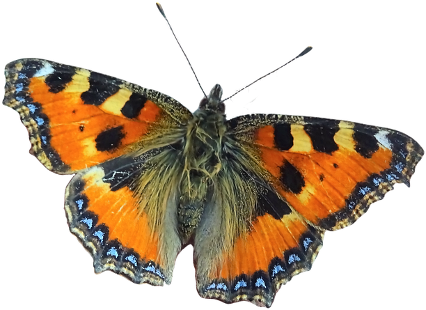 Butterfly Tortoiseshell Moth Wing Cut Out - Free World Clipart (960x539), Png Download