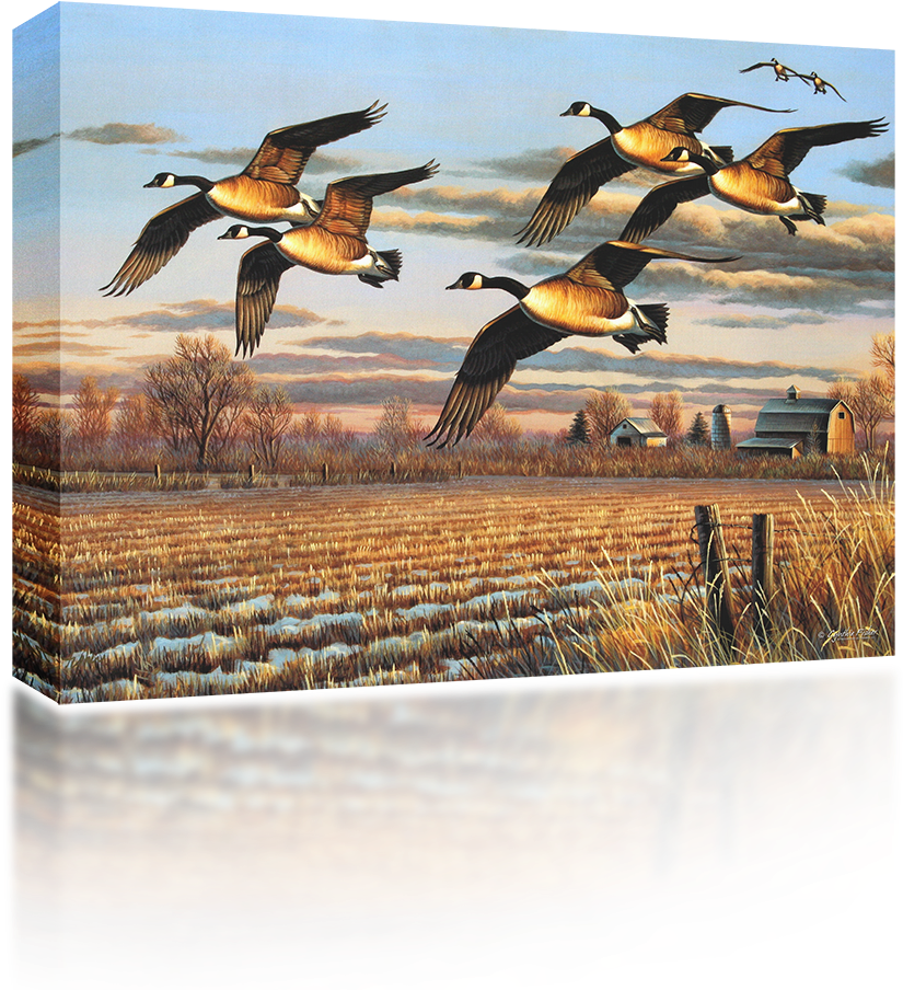 Canadian Geese - Canada Goose Clipart (1024x1024), Png Download