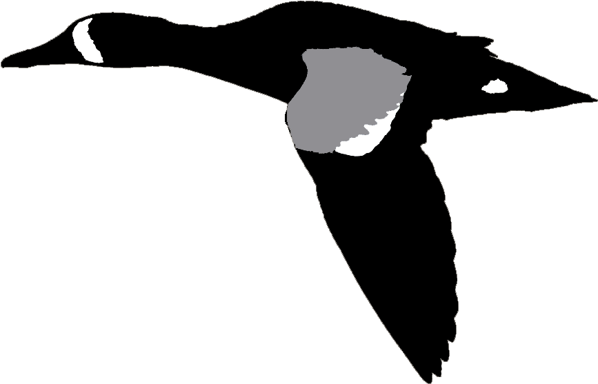 Blue Winged Teal Male Flying Tompkins Co Ny 26may14 - Duck Clipart (920x573), Png Download