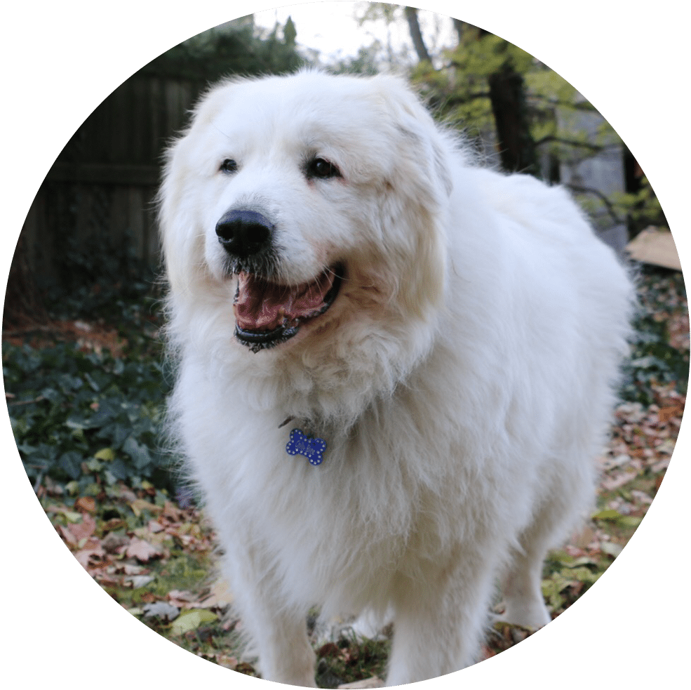 Great Pyrenees , Png Download - Great Pyrenees Clipart (985x983), Png Download