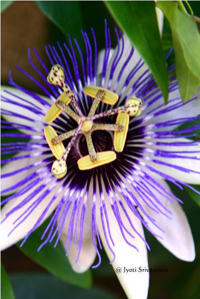 Passiflora / Passion Flower Symbolically Represents - Purple Passionflower Clipart (650x650), Png Download