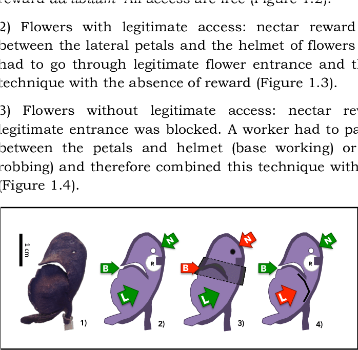 Cross Section Of An Artificial Flower - Cartoon Clipart (697x695), Png Download