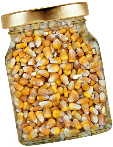 Corn Glass Lid Corn Kernels Isolated Exemption - Jagung Kuning Clipart (540x720), Png Download