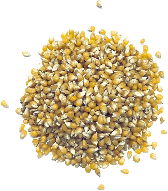 Ladyfinger - Chamomile Tea Leaves Clipart (576x653), Png Download