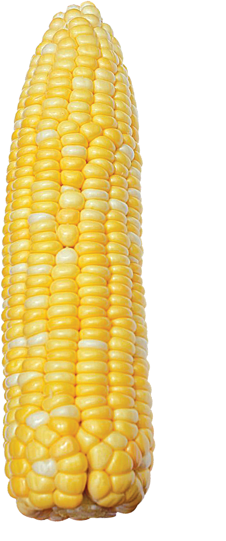 The Product Is Already In The Wishlist Browse Wishlist - Corn Kernels Clipart (1200x1200), Png Download