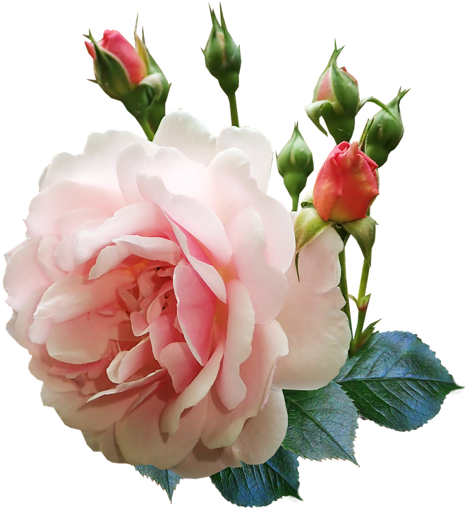 Rose Flower Buds Perfume Garden Nature - Flower Buds Clipart (691x720), Png Download