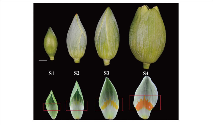 Developmental Stages Of Liriodendron Tulipifera Flower - Liriodendron Flower Morphology Clipart (850x500), Png Download