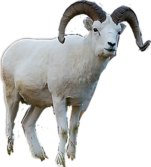 #ram #mountaingoat - Horn Clipart (490x540), Png Download