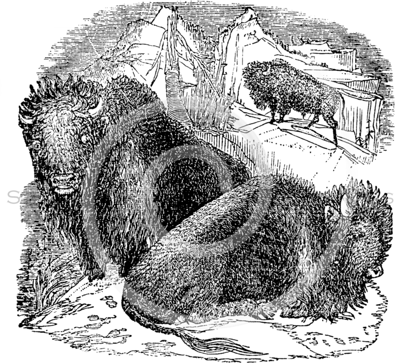 Vintage Buffalo Bison Skull Illustration Clipart (806x768), Png Download