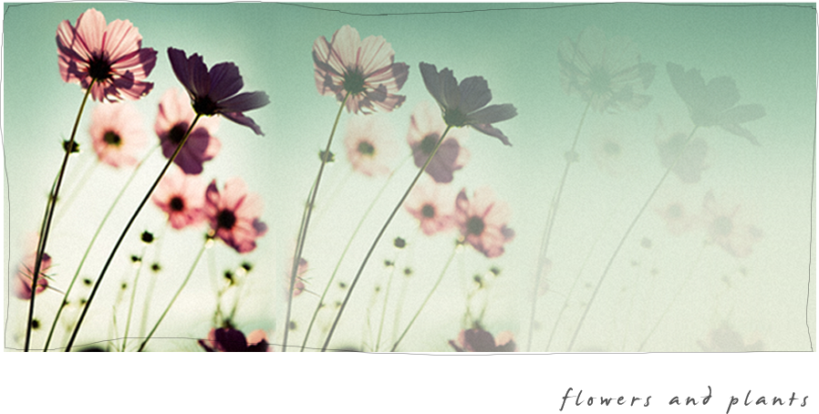 Garden Cosmos Clipart (898x454), Png Download