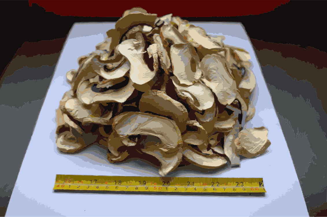 Shiitake Edible Mushroom Fungus Food Drying Clipart (1131x750), Png Download