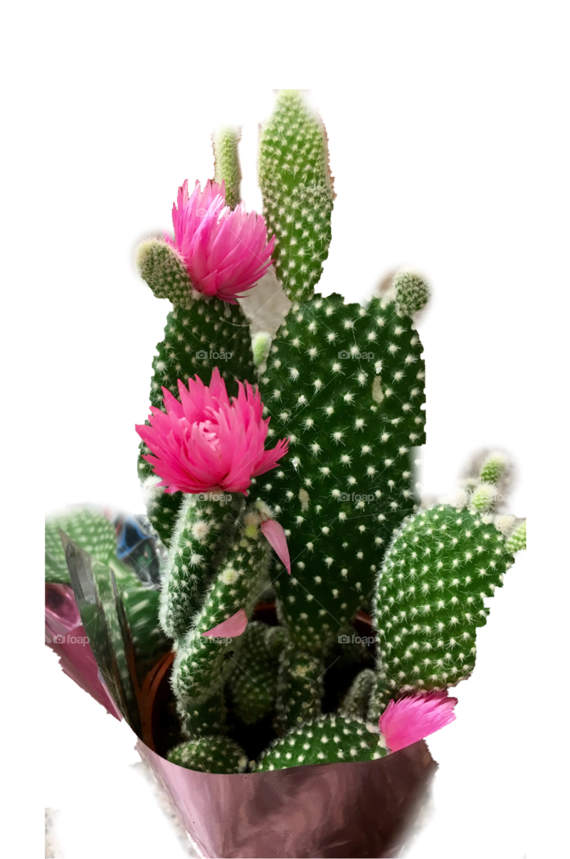 Cactus - Eastern Prickly Pear Clipart (800x1280), Png Download