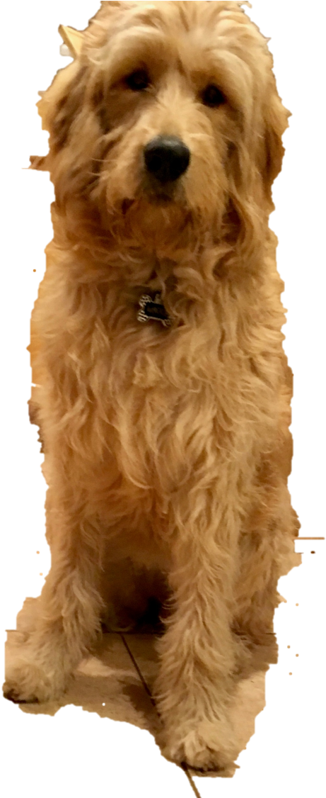 Arizona Goldendoodle Red - Goldendoodle Clipart (702x1125), Png Download