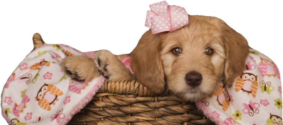 Labradoodle Clipart (909x408), Png Download