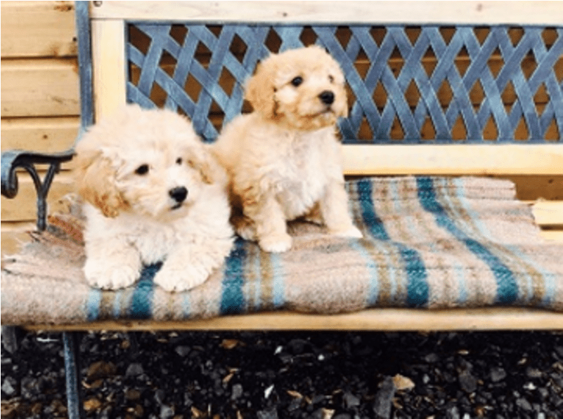 Companion Dog Clipart (800x800), Png Download