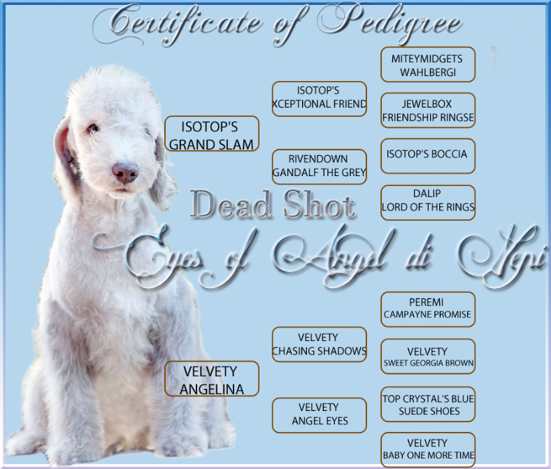 Goldendoodle , Png Download - Goldendoodle Clipart (788x671), Png Download
