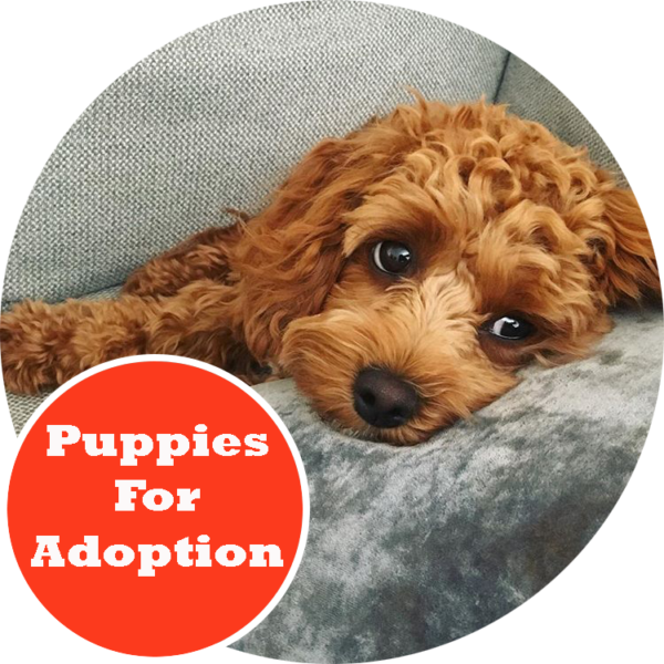 Urban Puppies - Dogs For Sale Melbourne Clipart (600x600), Png Download