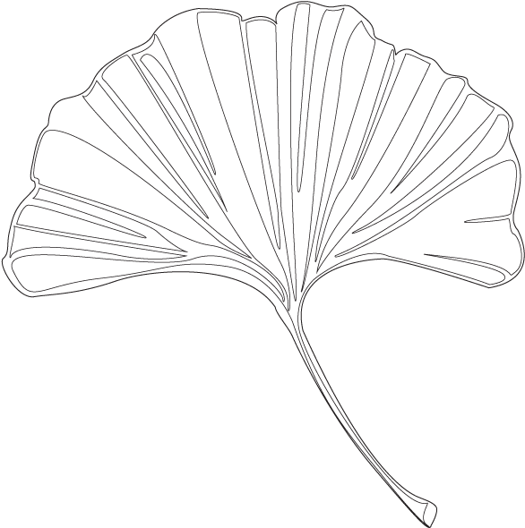 Maidenhair Tree , Png Download - Maidenhair Tree Clipart (586x590), Png Download