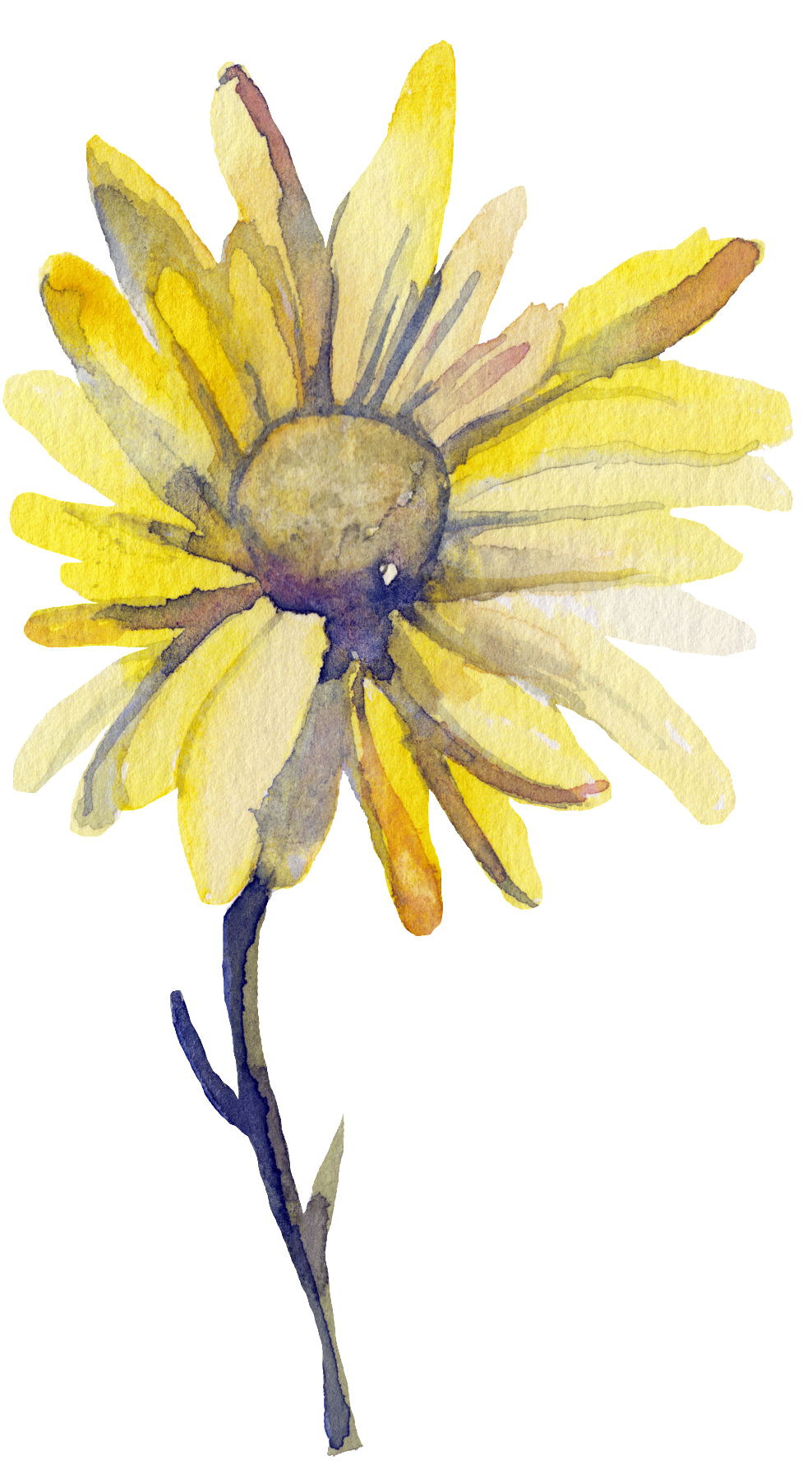 Yellow Sun Flower Transparent Decorative - Watercolor Painting Clipart (988x1786), Png Download