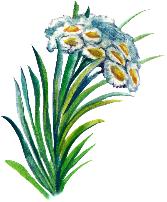 Hand-painted Plant Cartoon Transparent Watercolor Material - Edelweiss Clipart (569x690), Png Download