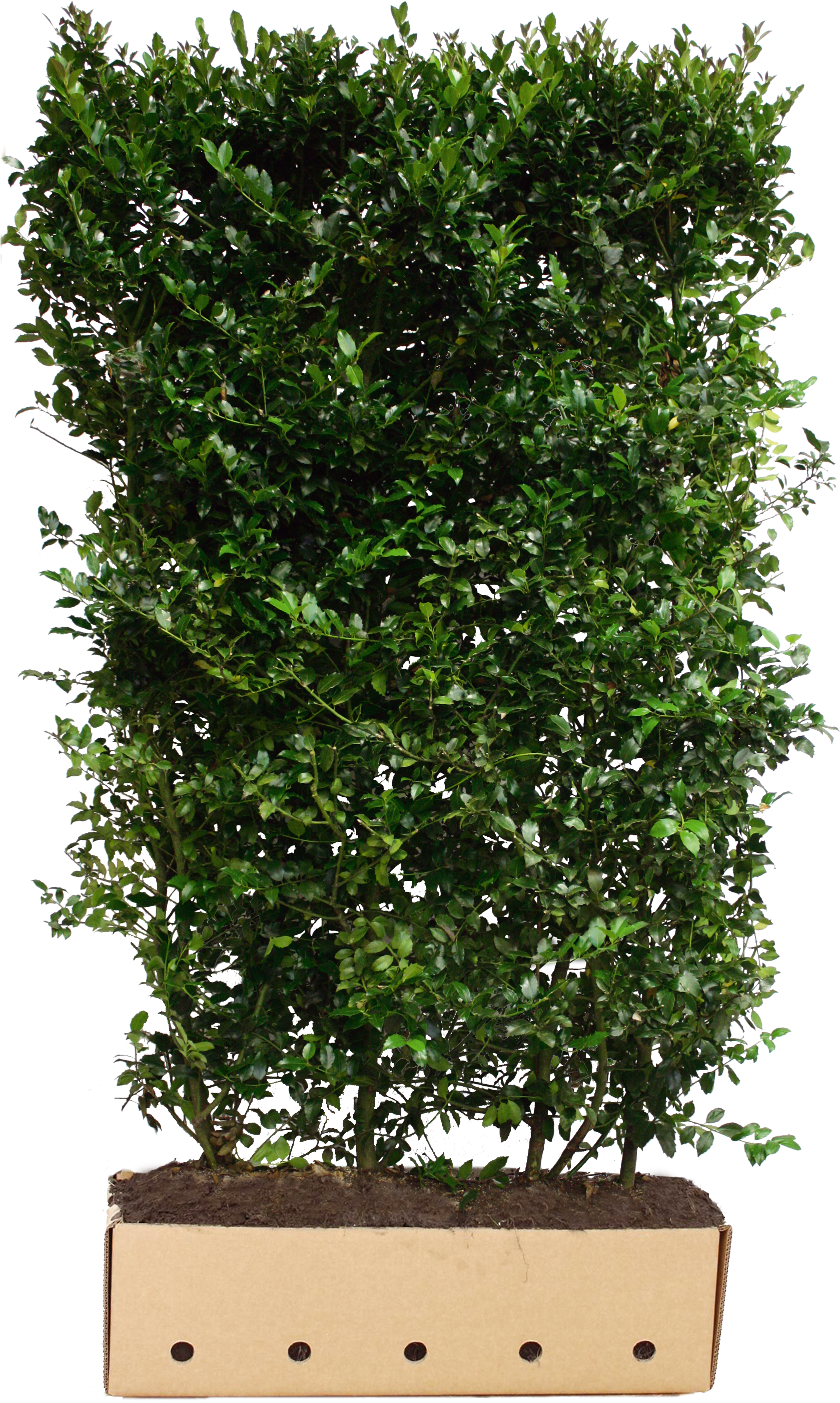 Instant Hedges Evergreen - Ostrokrzew Żywopłot Clipart (1701x2835), Png Download