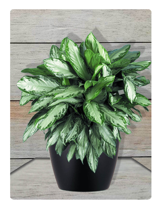 Aglonema Clipart (600x725), Png Download