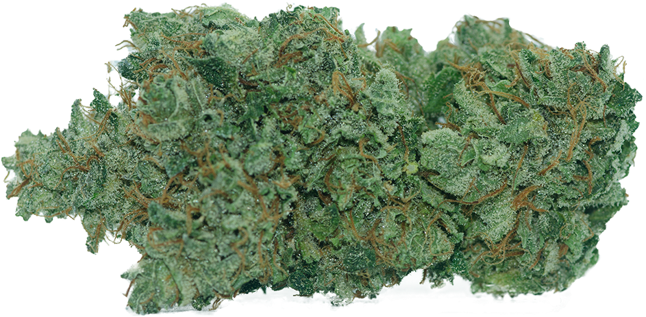 Dsc 0232@025x-1 - Sitka Spruce Clipart (1232x816), Png Download