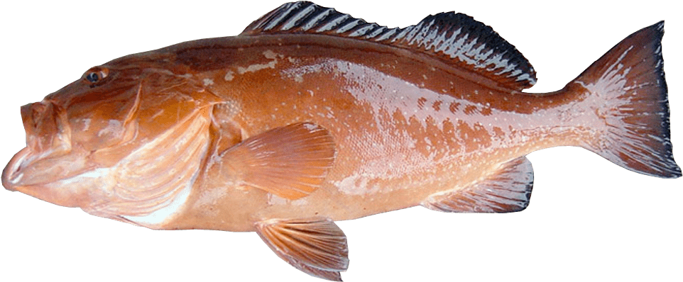 Red Grouper - Coastal Cutthroat Trout Clipart (1200x410), Png Download