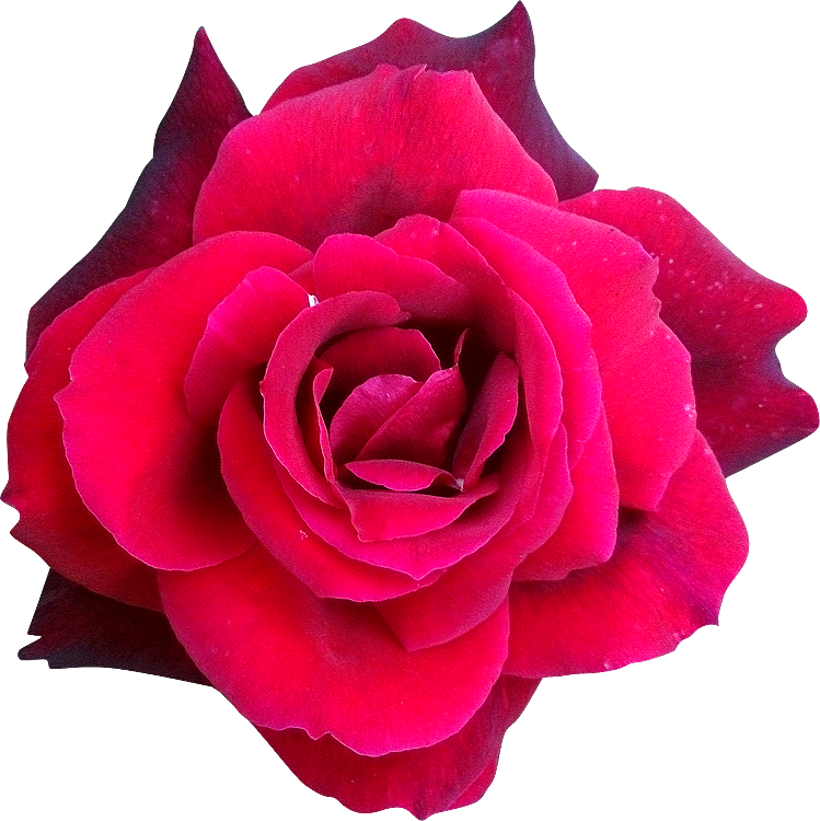 Fleur Rose Png Rose Render Clipart Large Size Png Image Pikpng