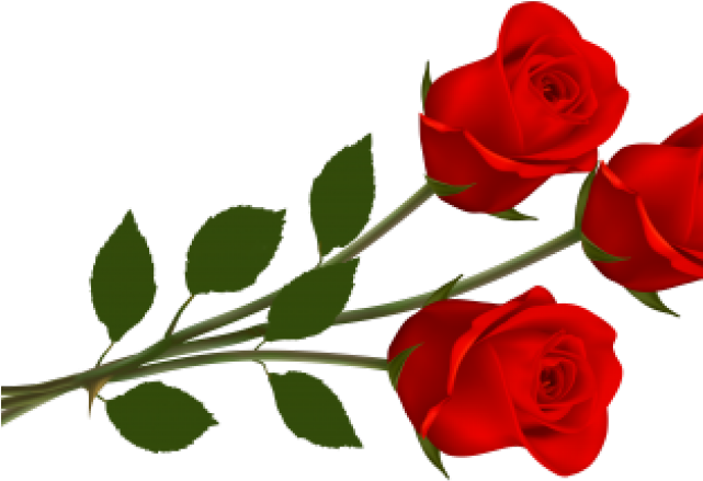 Rose Png Hd Images Download Clipart (640x480), Png Download