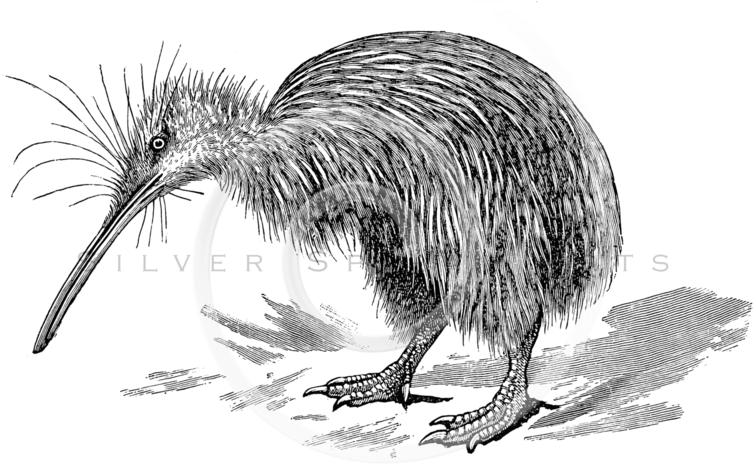 Bird Drawing Png Clipart (800x474), Png Download