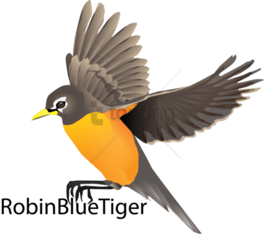 Download Free Png Robin Bird Flying Drawing Png Image With Transparent