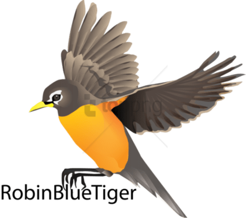 Free Png Robin Bird Flying Drawing Png Image With Transparent - Robin Bird Fly Vector Clipart (850x751), Png Download
