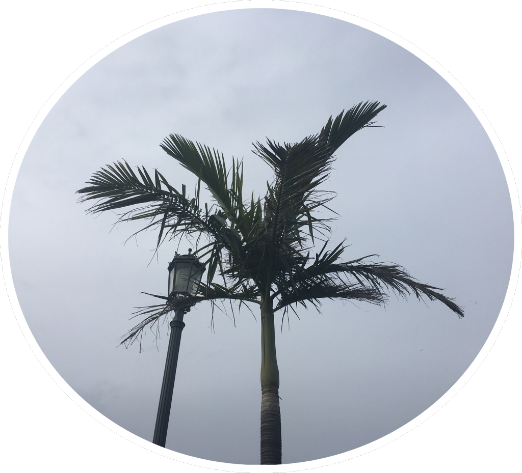 #palmtrees #pngstickerremix #pngstickers #png South - Desert Palm Clipart (1024x929), Png Download