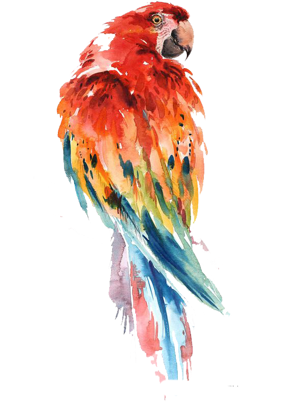 Parrot Watercolor Painting Bird Drawing Art - Macaw Watercolor Paintings Clipart (565x791), Png Download