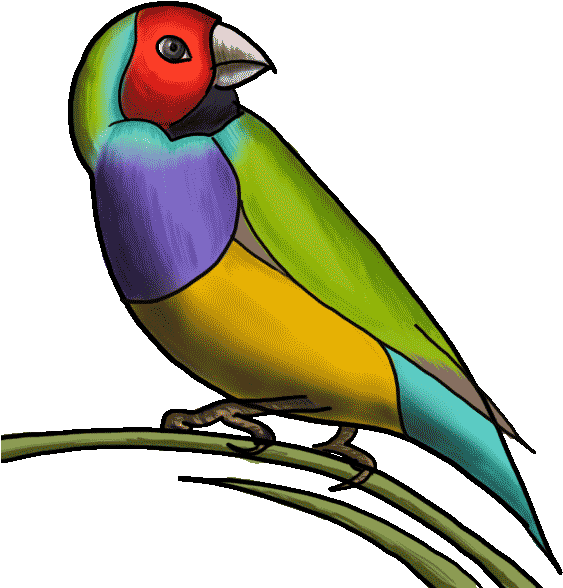 Lovebird Drawing Tutorial Step By Step - Parakeet Clipart (600x600), Png Download