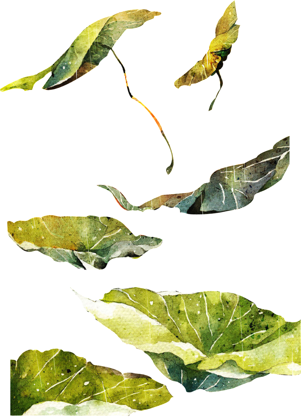 Hand Painted Piece Of Lotus Leaf Transparent - Leaf Clipart (1025x1419), Png Download