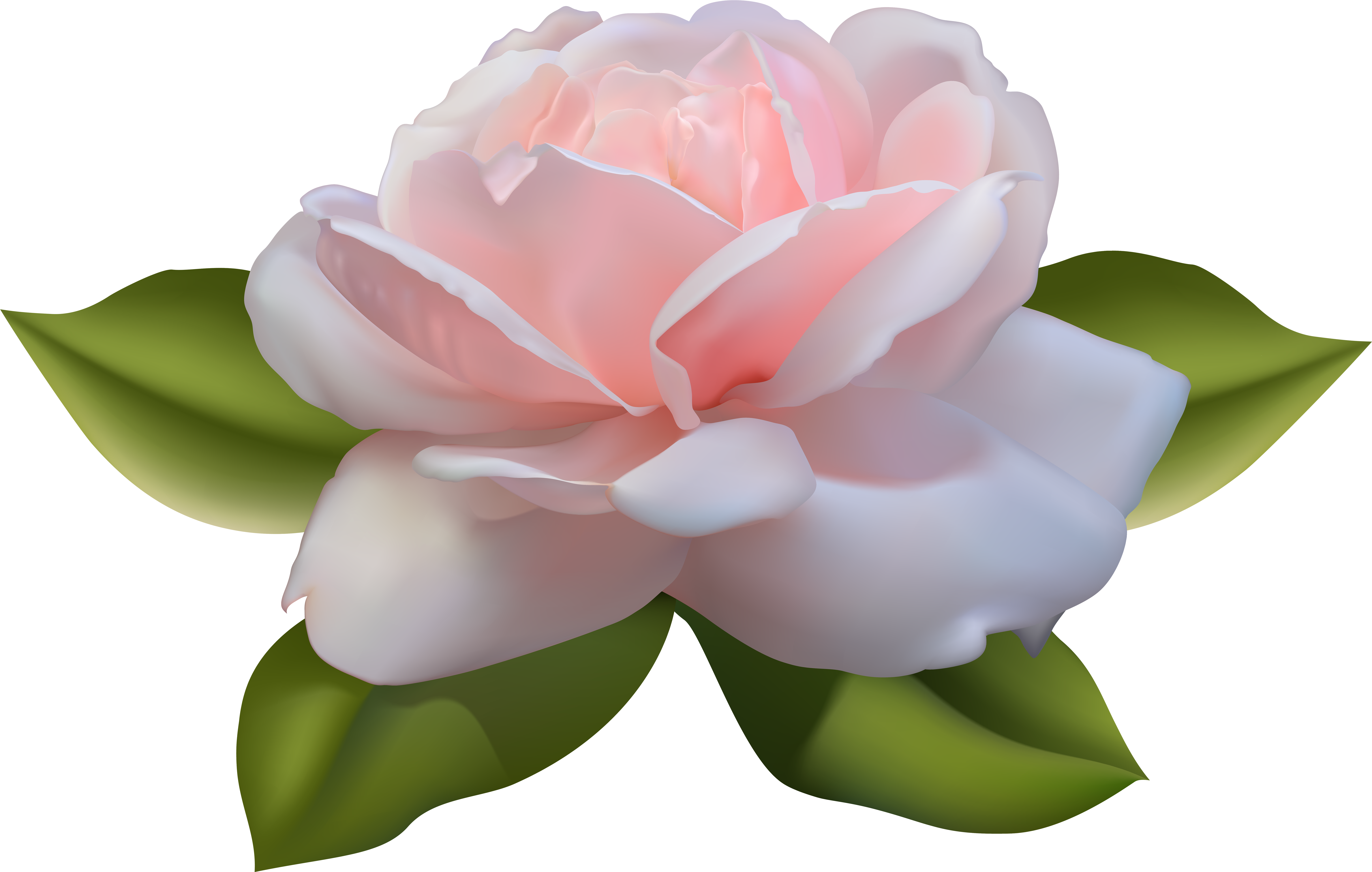Beautiful Pink Rose With Leaves Png Image - Pink Rose With Leaves Clipart (7756x5038), Png Download