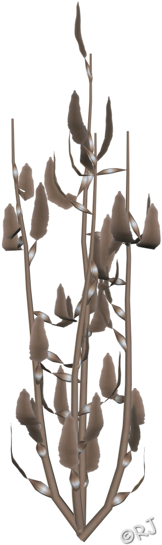 Sea Plants - Cattleya Elongata Clipart (375x1133), Png Download