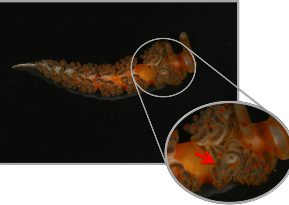 Cangrejos De Herradura Sa Clipart (1000x710), Png Download