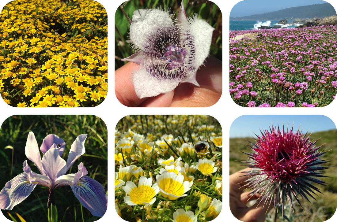 Top, Left To Right - Crocus Clipart (1100x726), Png Download