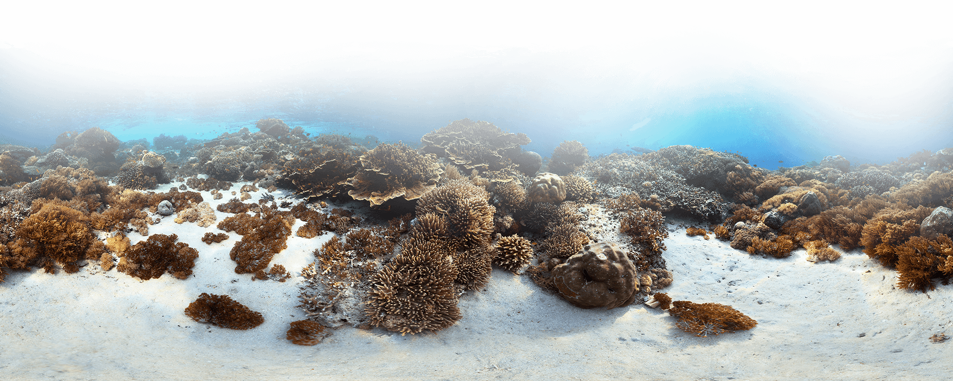 Capitol Hill Ocean Week - Marine Biology Clipart (1920x768), Png Download