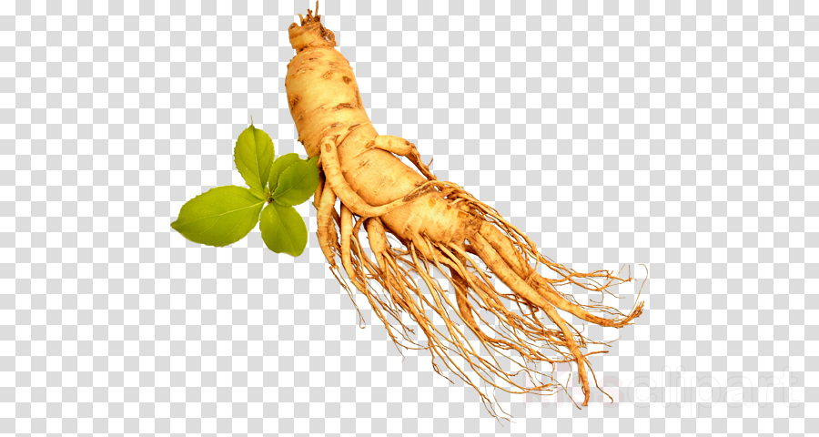 Download Transparent Ginseng Png Clipart Royalty-free - Chicken With No Background (900x480), Png Download