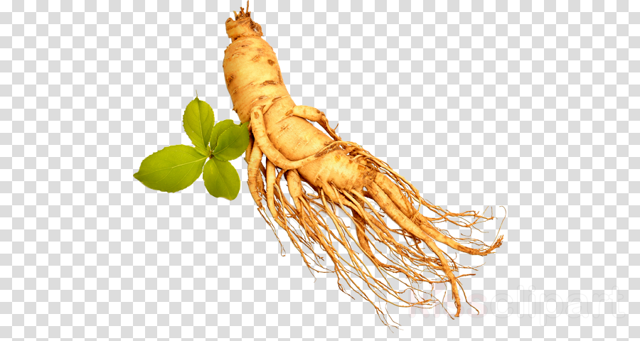 Download Download Transparent Ginseng Png Clipart Royalty ...