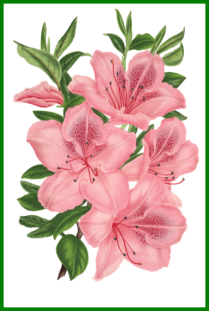 Png Freeuse Library Appealing Pink Bunch Of Flowers - Flower Bunch To Drawing Clipart (881x1310), Png Download