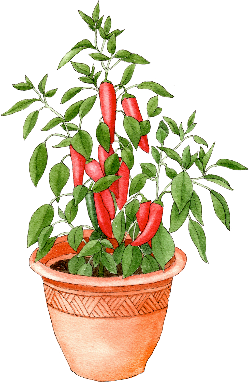 Pepper In Pot - Flowerpot Clipart (1000x1530), Png Download