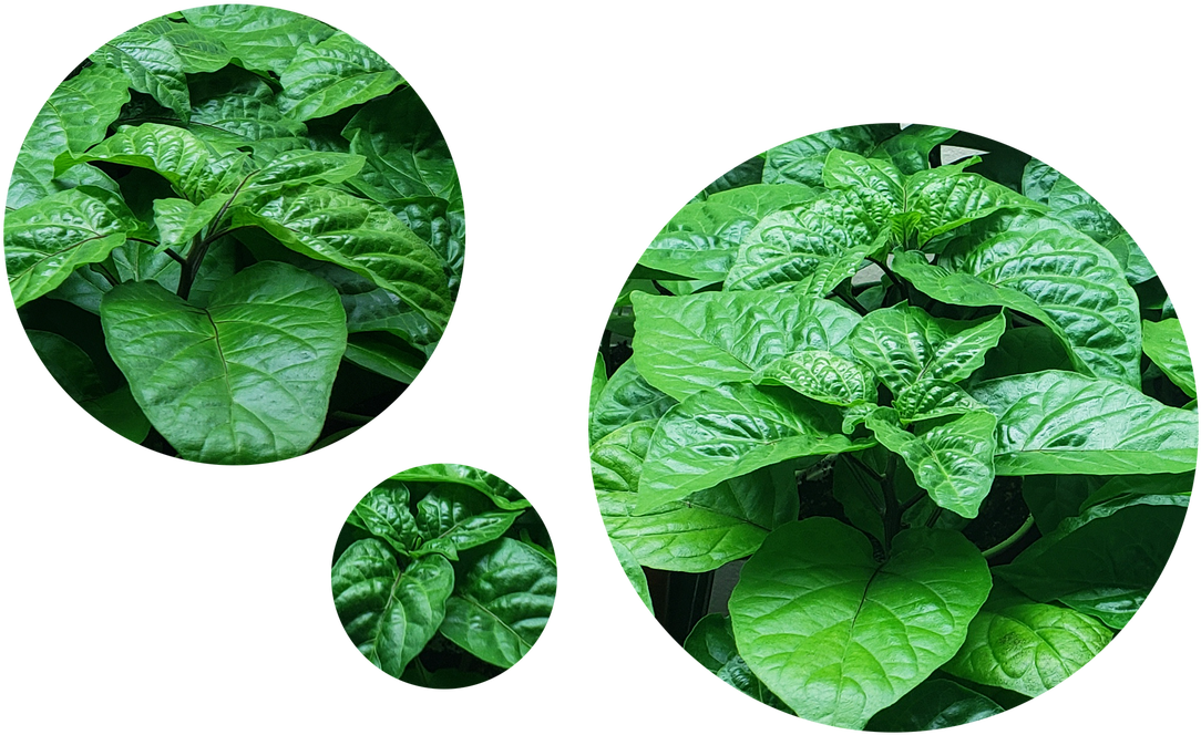 Pepper Plants Are Now Available Toronto, Ontario Limited Clipart (1100x671), Png Download