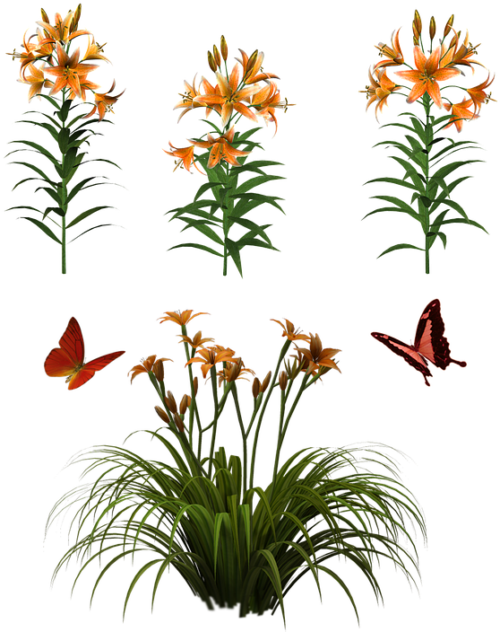 Flowers Isolated Butterfly Plant Tiger Lily - Day Lily Png Clipart (582x720), Png Download