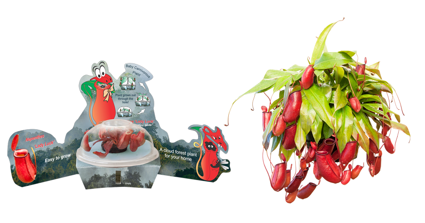 Bd1 - Bird's Eye Chili Clipart (870x591), Png Download